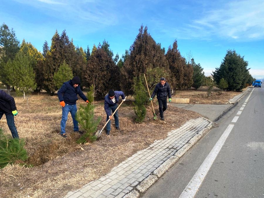 Goranboyda ağacəkmə aksiyası keçirildi - FOTOLAR